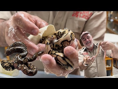 Unboxing Python Eggs: A Very Colorful Hatchling!🎉🐍