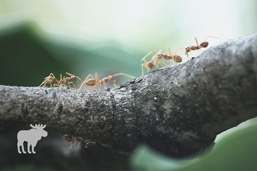 How Do Ants Survive Winter? — Forest Wildlife