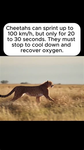 Why Cheetahs Can’t Run for Long