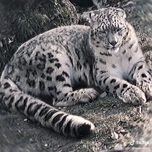 Snow Leopard: Majestic Mountain Predator | Nature Edit