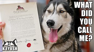 Someone bought Key a lordship title! And this is what he thinks of it, the title might go to his head! He tried to eat the deed! | Keyush the Stunt Dog