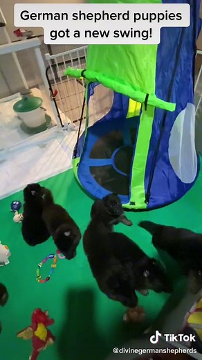 divinegermanshepherds on TikTok