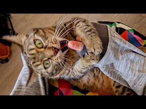 Tickles lead to bites