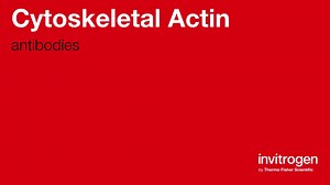 Anti-Cytoskeletal Actin Antibodies | Invitrogen