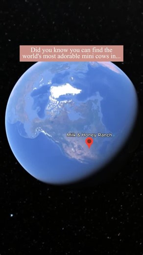 163 reactions | Did you know the world’s most adorable mini cows are...