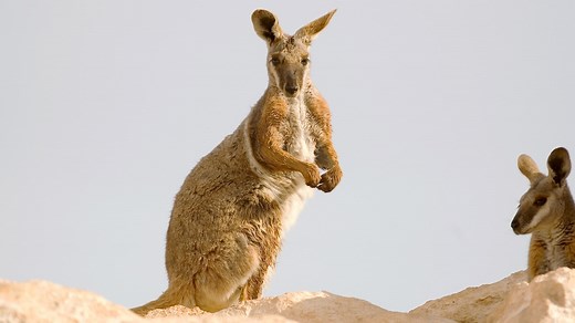 Yellow-Footed Rock Wallaby