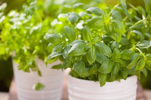 Does basil really repel mosquitoes? We tested it to find out