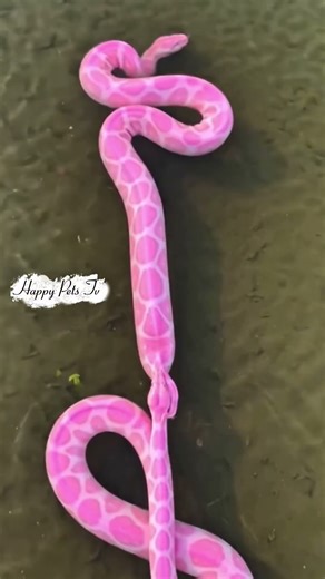 Very cool group of python swim at the lake 🥰🐍🐍🐍