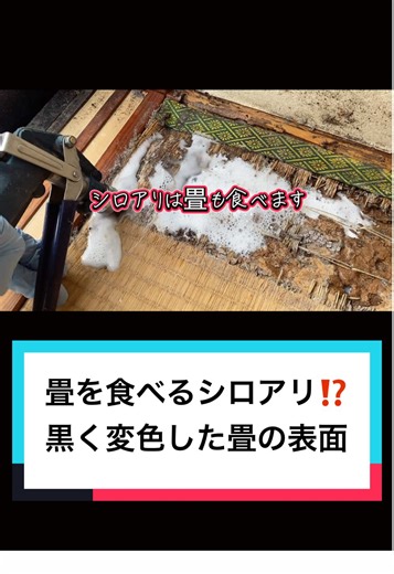 シロアリによる畳の被害と対策