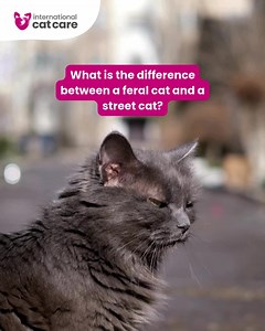 #FeralCatDay What is the difference between a feral cat and a street cat? 🐈 A feral cat is free-roaming, solitary, lives in uninhabited areas, avoids all contact with people, and survives by hunting. 🐈 A street cat lives in areas inhabited by people, often in ‘colonies’ gathering around a food source. They breed prolifically (because of the food source!) and they are also adapted to a free-roaming lifestyle. Lindsey Quinlan from our Unowned Cats Team shares 5 top facts about feral cats 👇 1️⃣ 