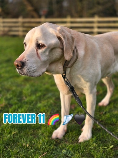 Yesterday Harry Barry crossed the rainbow bridge to run free and find Lexi 🌈🪽 Forever 11 🖤
