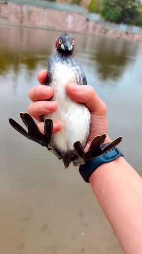 Little grebe #birdwatching #birdlife #wildlife #birds | The Wildlife