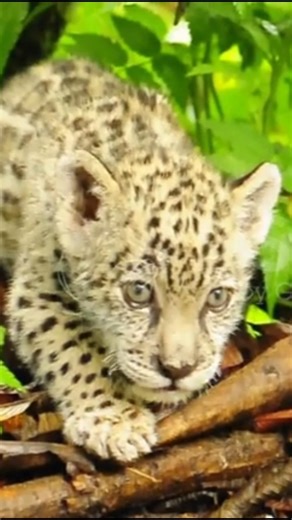 Two leopard cubs and his mom playing together in the grass video... #wildlife