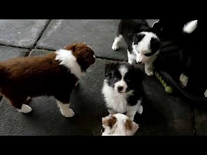 Border Collie Cachorros - Variedad de colores