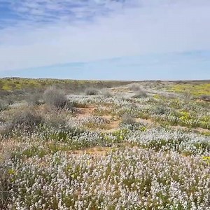 Just this morning in the eastern Simpson Desert. Sorry about the car idling but the desert is blooming marvellous after all the rain | Travel Outback Australia