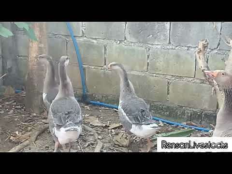 Toulouse Goose | Grand Toulouse |Massive Bird | Largest Goose Breeds