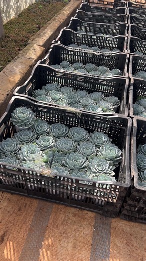 Trinh này sỉ 10k ok k ae