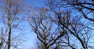 the tops of various deciduous trees in the spring season , a park with trees in early spring