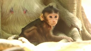Newborn Monkey Tyson Stand Up & Concentrate Looking Something Around. | Lovely Monkey