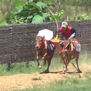 23K views · 170 reactions | Latihan Karapan Sapi Di Lap Asemanis Pamekasan. | Kerapan Sapi Madura | Facebook