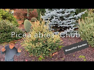 Conifer Garden Tour, Jean Iseli Memorial Garden.#japanesegardens #landscape #landscapedesign