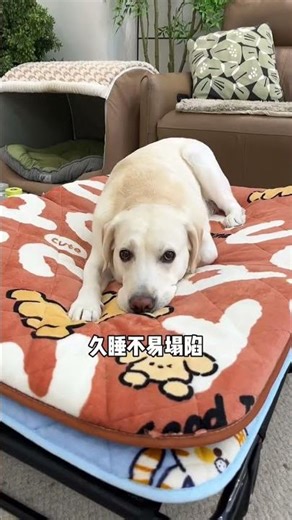 This thickened sleeping pad that can be used in all seasons is very cost-effective and has a lar