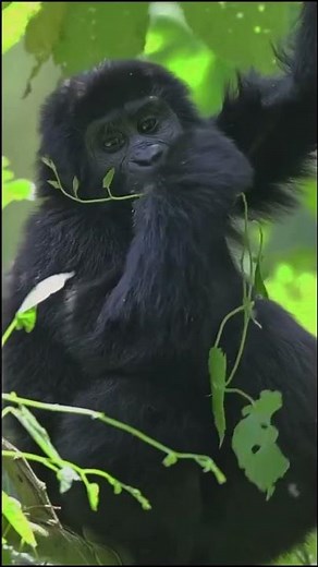 What do mountain gorillas eat?Gorillas are herbivores.#mountaingorillas#gorillas #gorilla
