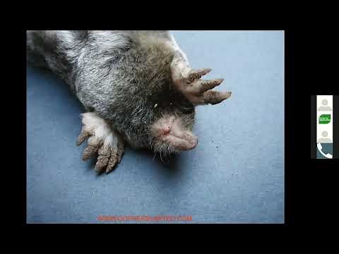 Gopher Control in the Home Garden and Small Farm