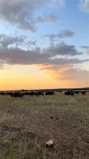 Beautiful natural in Tanzania Watching sunrise 🌅 and sunset 🌇 at Serengeti national park is the one of the most relaxing and chilling and beautiful things you see there Plan private safari with Nice African Adventure & Safaris 5days 4 night at Tarangire national park 😍 Serengeti national park Serengeti national park Serengeti national park Ngorongoro Crater Whatsapp 255 742 235 772 ✉️ Email: info@niceafricanadventure.com Visit www.niceafricanadventure.com #naturelovers #canon #wild #big #hunt