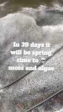 Dont let algae destroy your concrete or siding this spring!