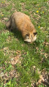 3.9K views · 253 reactions | I love our fox yard! It is a big space...