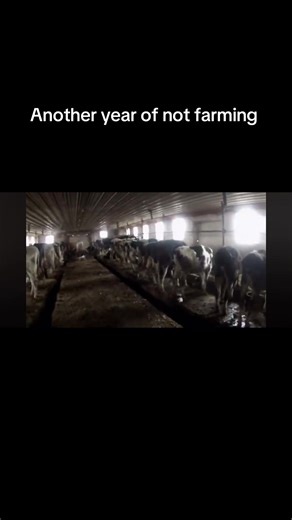 #Kenteelfarms #farming #cows