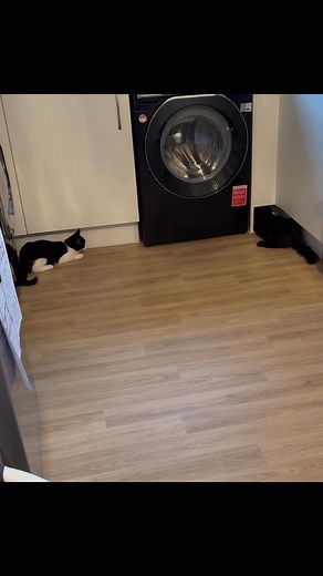 20 reactions · 3 comments | She tried to escape through the washing machine 藍藍 #kittens #kittensofinstagram #kittenantics | Lisa C Barnes | Facebook