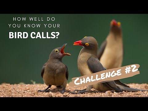 How well do you know your bird calls? | Challenge no.2