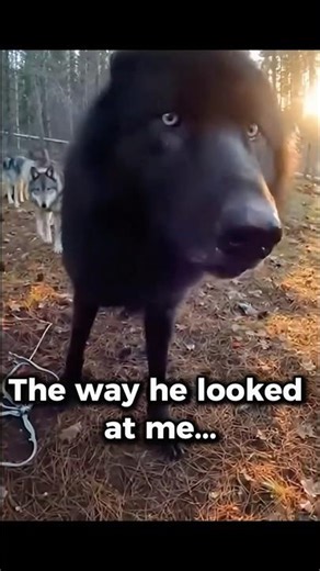 He followed A Pack of Wolves Into the Woods