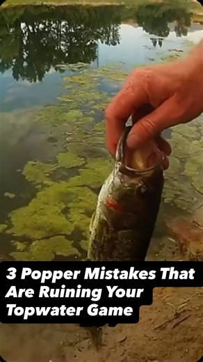 Want to catch more bass? Discover the 3 mistakes people often make when fishing poppers and learn how to fix them! Get the key to a successful popper presentation: the walking side to side action and using the right line. #bassfishing #poppers #fishingtips #fishingtricks #walkingpoppers #catchmorefish #topwater #fallfishjng #walkingbaits #fishing #outdoors | Kraken Bass