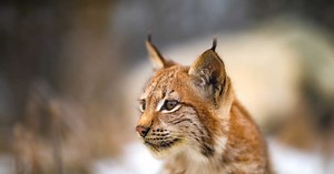 Faune sauvage en France : une biodiversité exceptionnelle souvent méconnue