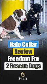 Halo Collar 5 Review: Two Dogs, One Powerful GPS Dog Collar System