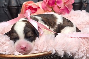 Louisa - Springerdoodle Puppy 18F456