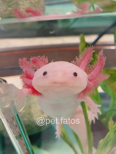 Understanding Axolotes: Your Pet Guide