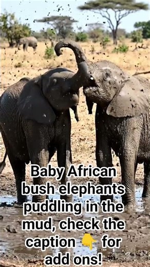 Baby African bush elephants