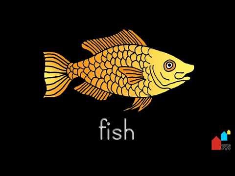 Parts of the Fish - Montessori Zoology Presentation