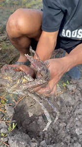 8.7K views · 64 reactions | Catching Crab Near My Area Live For Food After The Sea Low Tide #fishing | Vatha Zon | Facebook