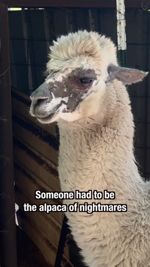 An Alpaca From Nightmares - It's not his fault hes unnerving. These symptoms are often associated with mites or zinc deficiencies. Unfortunately, there are not enough scientific studies on alpaca (Camelid) medicine.