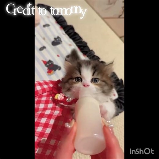 i didnt add music because the meows are cute🍓💗