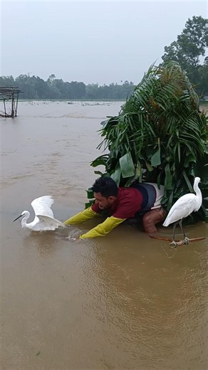 Incredible sight of a white stork🦈🦩💪😋