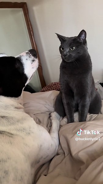 Bucket&Lyric on TikTok
