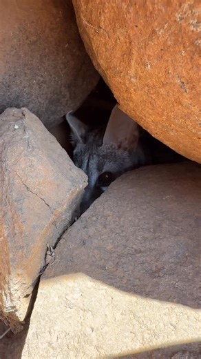 Can you believe where this Genet is hiding ? | African Wild Safaris