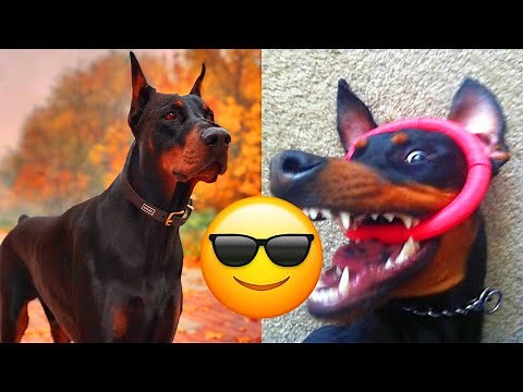 Doberman Pinscher — Majestic And Hilarious Videos And Tik Toks Compilation | Dobermann