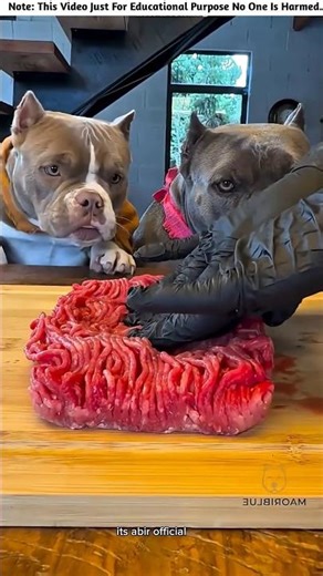 From Refused Maggi to Doggy Delight Watch What Makes Them Eat 😋🐶🍜